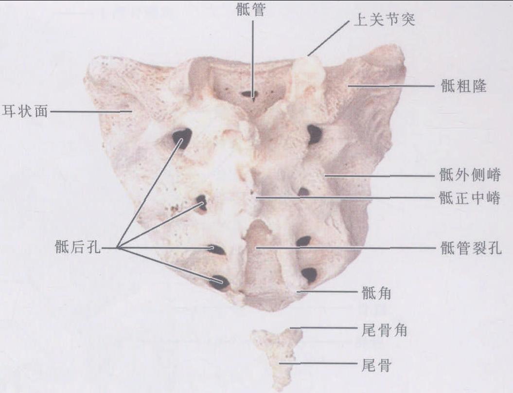 圖1-1-14 骶骨和尾骨